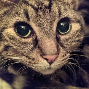 Meet your Posher, Naomi